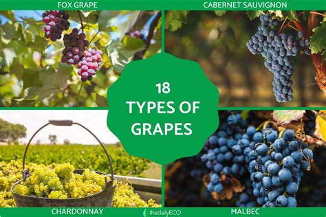 Grapes 的图像结果