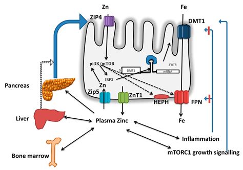 Which One of the Following Could Inhibit Zinc Absorption