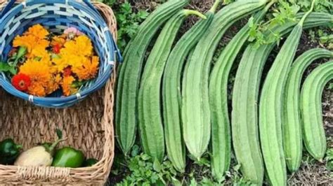 Ridge Gourd Benefits: तोरई की सब्जी देखते ही बना लेते हैं मुंह? तो जान ...