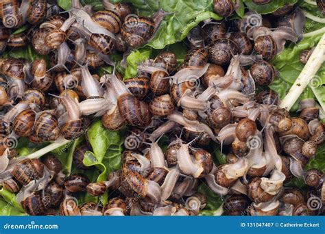 Aspersa Snails