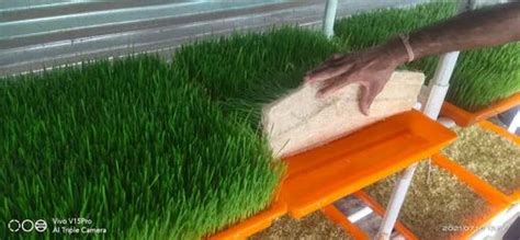 Chaff Cutter Machine - Hydroponic Chara Machine Manufacturer from Thane