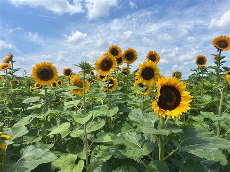 Sunflower Pop-Up, 6193 Edison St NE, Hartville, OH, United States, Ohio ...