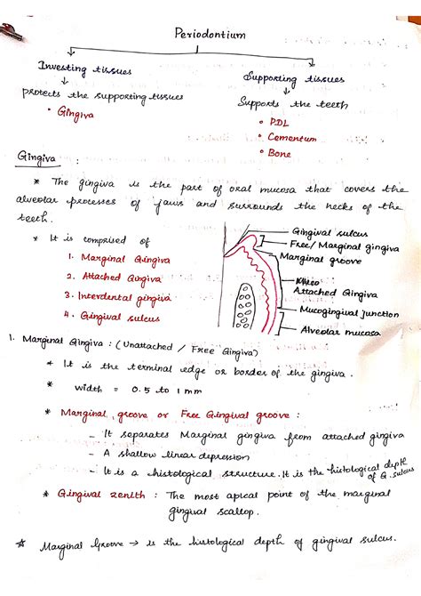 Gingiva of Periodontium - bachelor in dental surgery - Studocu