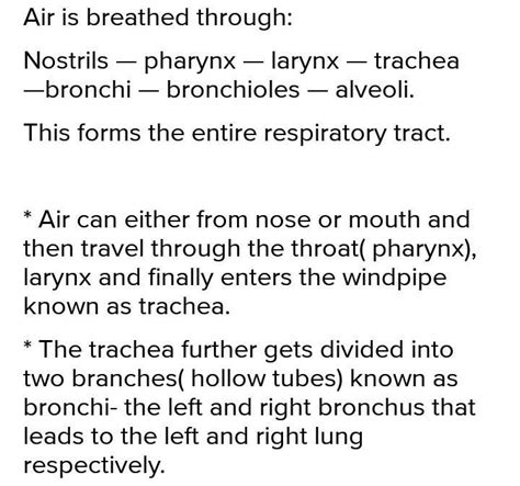 Air is breathed through (a) Trachea — lungs — larynx — pharynx ...