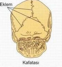 Kafatası Nedir?