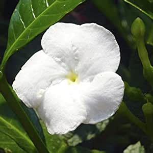 Indian Gardens - Nanthiyavattai Moon/Jasmine/layer live plant/Indoor ...