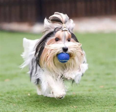 Image result for Human Dog Fetch