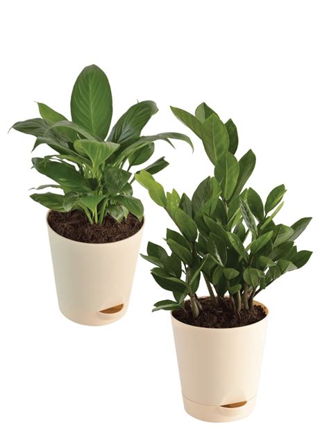 Buy Peace Lily(Spathiphyllum) Online in India | Safe Home Delivery – Ugaoo