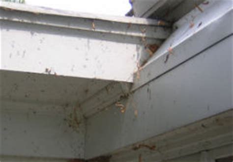 Spider Web Removal 的图像结果