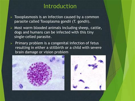 How Common Is Toxoplasmosis