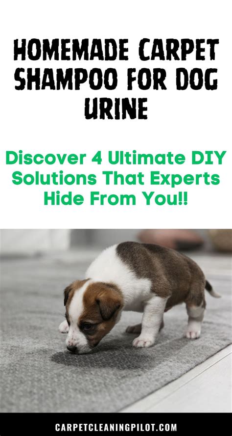 Diy dog urine carpet cleaner – Artofit