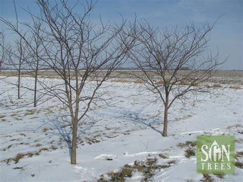 Eastern Redbud Winter