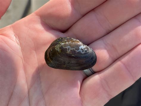 Green floater, Rappahannock River | FWS.gov