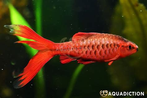Red Barb Fish