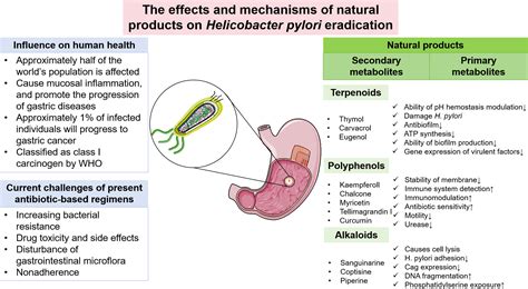 What Kills H. Pylori Bacteria