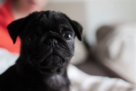 Black Pug Puppies Wallpaper