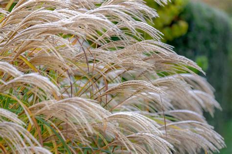 The 12 Best Perennial Ornamental Grasses - A-Z Animals
