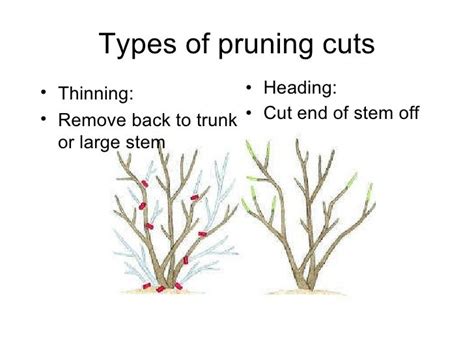 Image result for Step Cut Pruning
