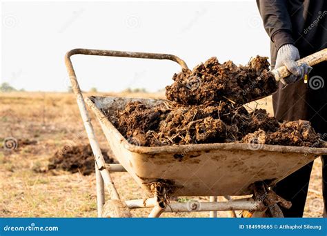 Cow Dung, Manure Lies On The Asphalt Background Royalty-Free Stock ...