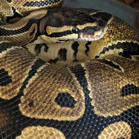 Ball Python Collection 的图像结果
