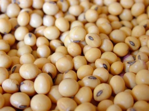 Soybeans In Spanish Language at Bridget Huizenga blog