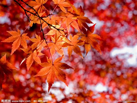 枫叶,红色,白色背景,自然,垂直画幅,秋天,无人,枫树,白色,植物摄影素材,汇图网www.huitu.com