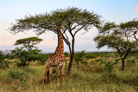 Adaptation Of Giraffe