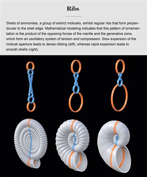 How Seashells Take Shape - Scientific American