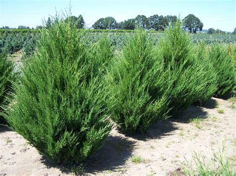 Different Types Of Juniper Shrubs