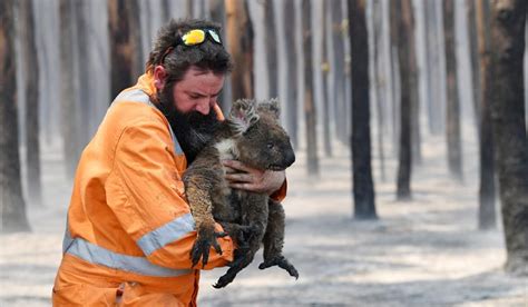 Australia bushfire toll: Over one billion animals dead by ‘conservative ...