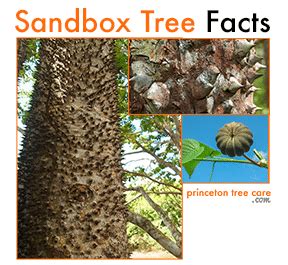 Sand Box Tree Exploding 的图像结果