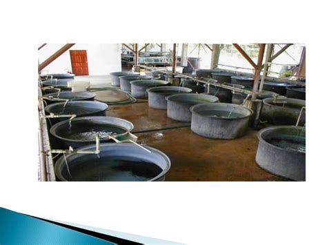 Fish Farm Structure 的图像结果