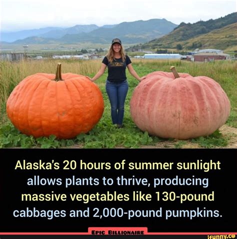 Alaska's 20 hours of summer sunlight allows plants to thrive, producing ...