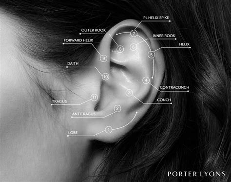 Ear Piercing Diagram Cartilage Different Large Ear Piercings And Names