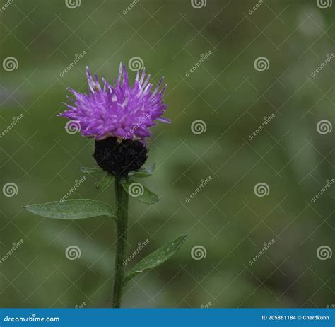 Thistle - National Flower of Scotland Stock Photo - Image of scotland ...