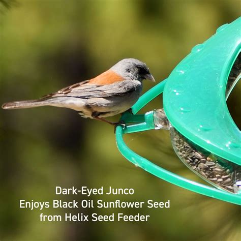 Songbird Seed Feeder Gallery - Cascade Wild Bird Feeders