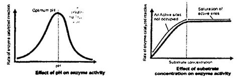 Image result for PH and Enzyme Function