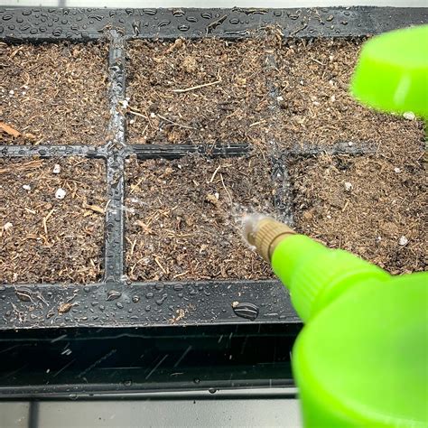 How to Grow Hostas from Seed - growhappierplants.com