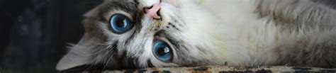 Buy Best Adult Cat Food Brand - IAMS