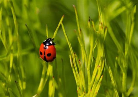 Ladybug Symbolism: 19 Spiritual Meanings Of Ladybugs