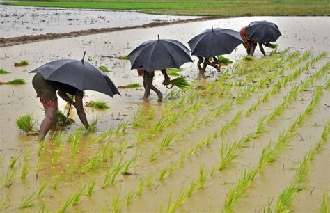 Above normal monsoon likely in 2016, says IMD - IBTimes India