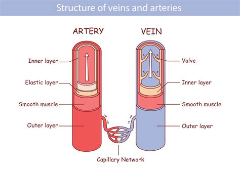 Blood vessels with artery and vein internal structure vector ...