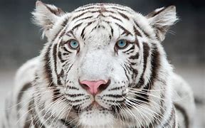 white tiger 的图像结果
