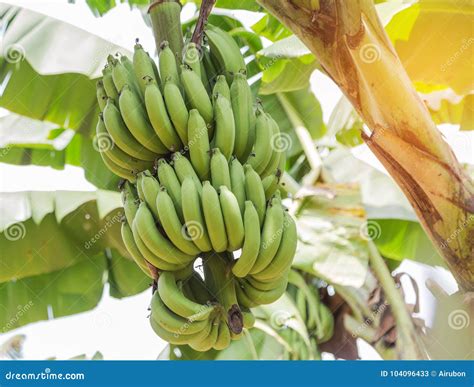 Green Cavendish Banana Fresh Bunch or Gros Michel Fruits Growing on ...