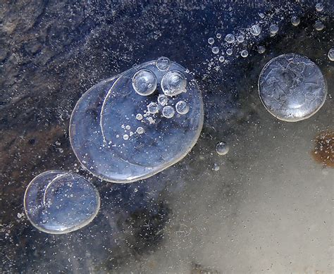 Bubbles trapped under winter ice at Missisquoi National Wildlife Refuge ...