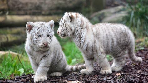 Baby White Tiger Wallpapers - Wallpaper Cave