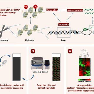 Microarray Method 的图像结果