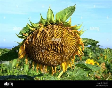 Sunflower, seed head, sunflowers, oil producing plant, flower, seeds ...