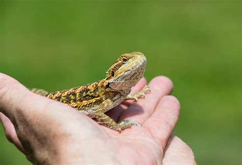 Baby Bearded Dragon – Friendly Pets