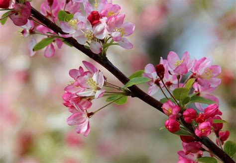 Image result for Spring Sounds